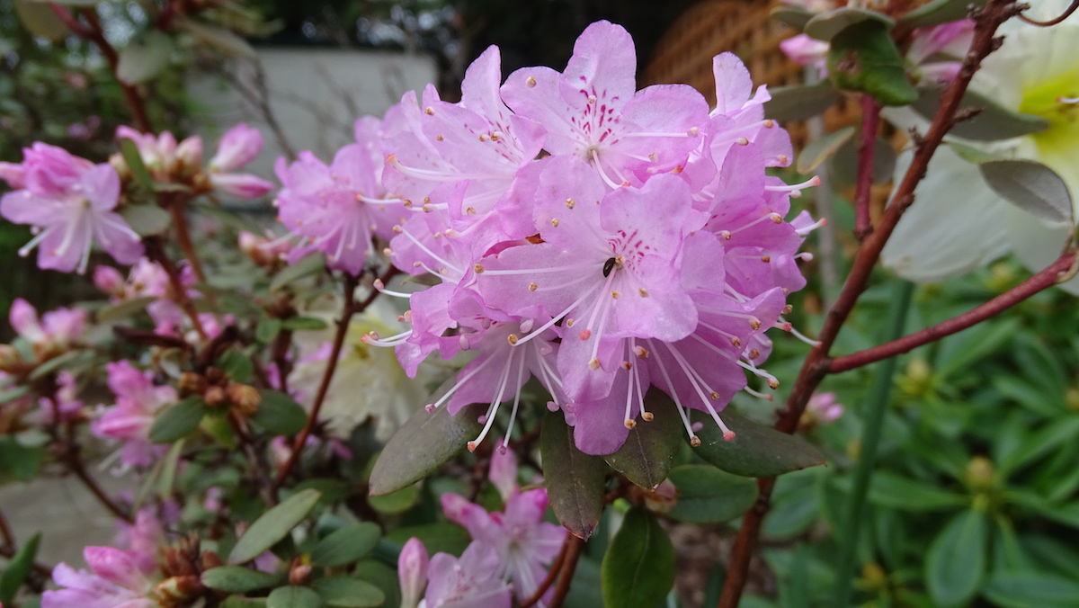 R. racemosum 'Rock Rose' R11265 AGM